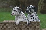 DALMATIEN 498